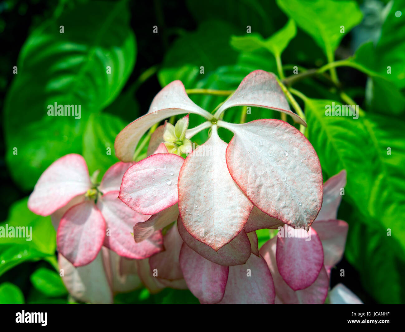 Virgin Tree in the Garden. Stock Photo