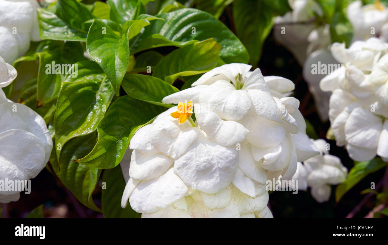 White Virgin Tree. Stock Photo