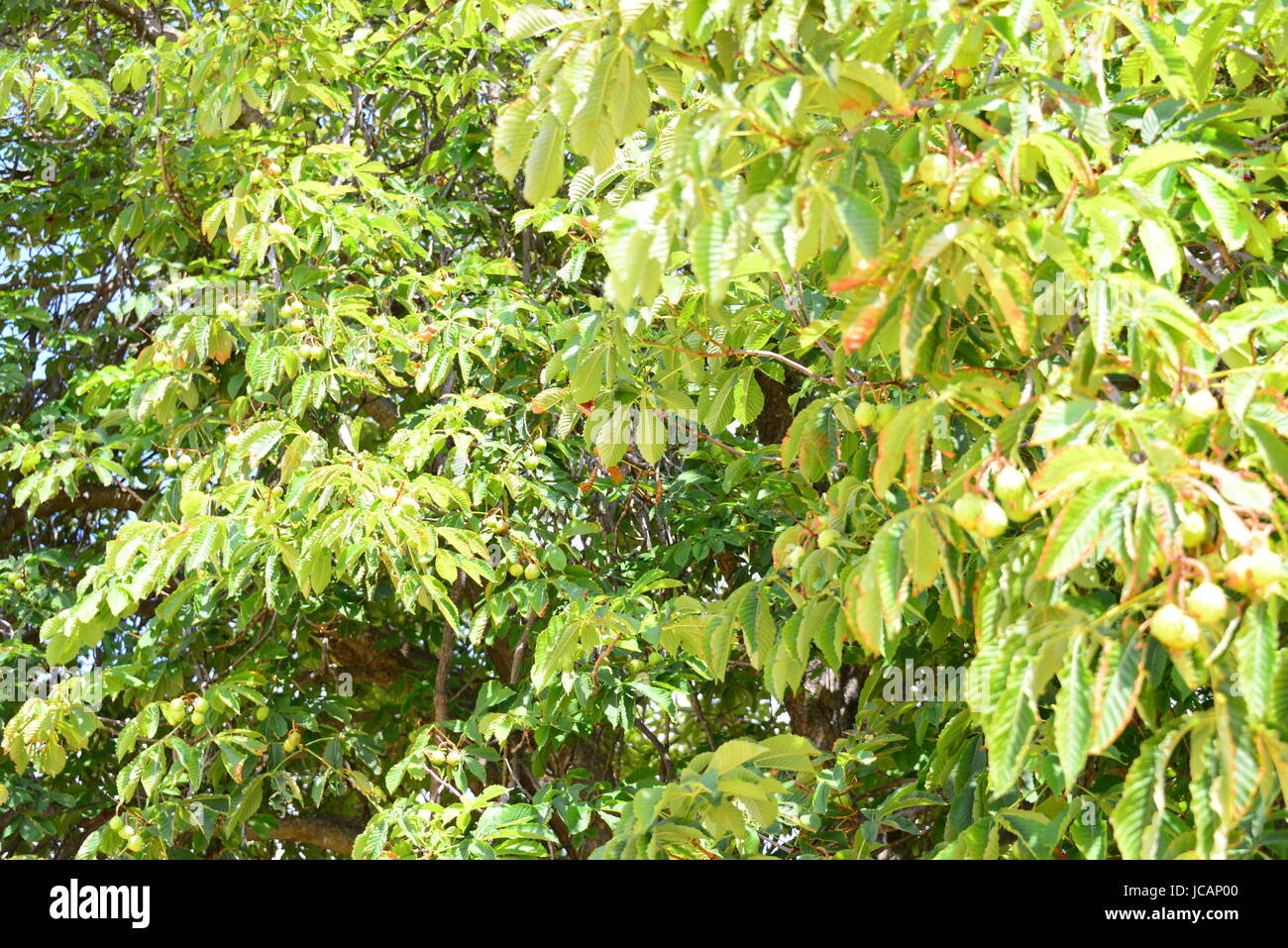 Edelkastanien hi-res stock photography and images - Alamy