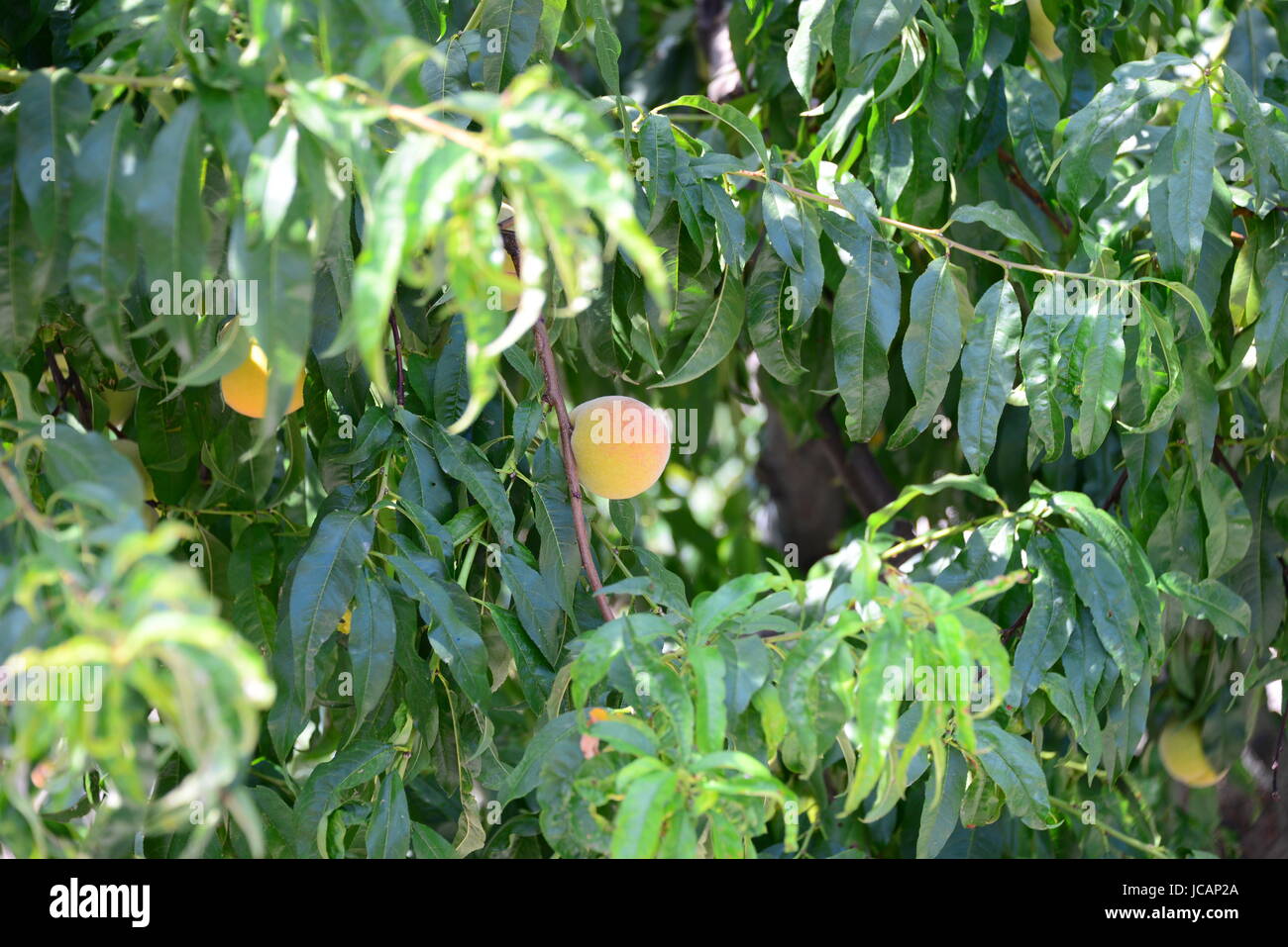 apple tree with apples spain Stock Photo Alamy