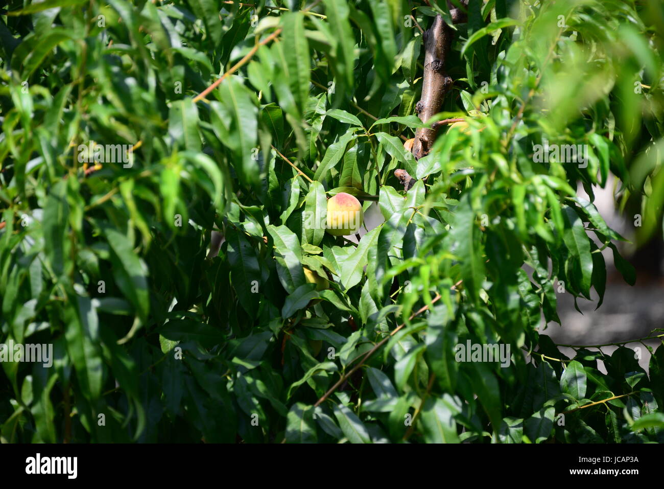 plum on tree in spain Stock Photo