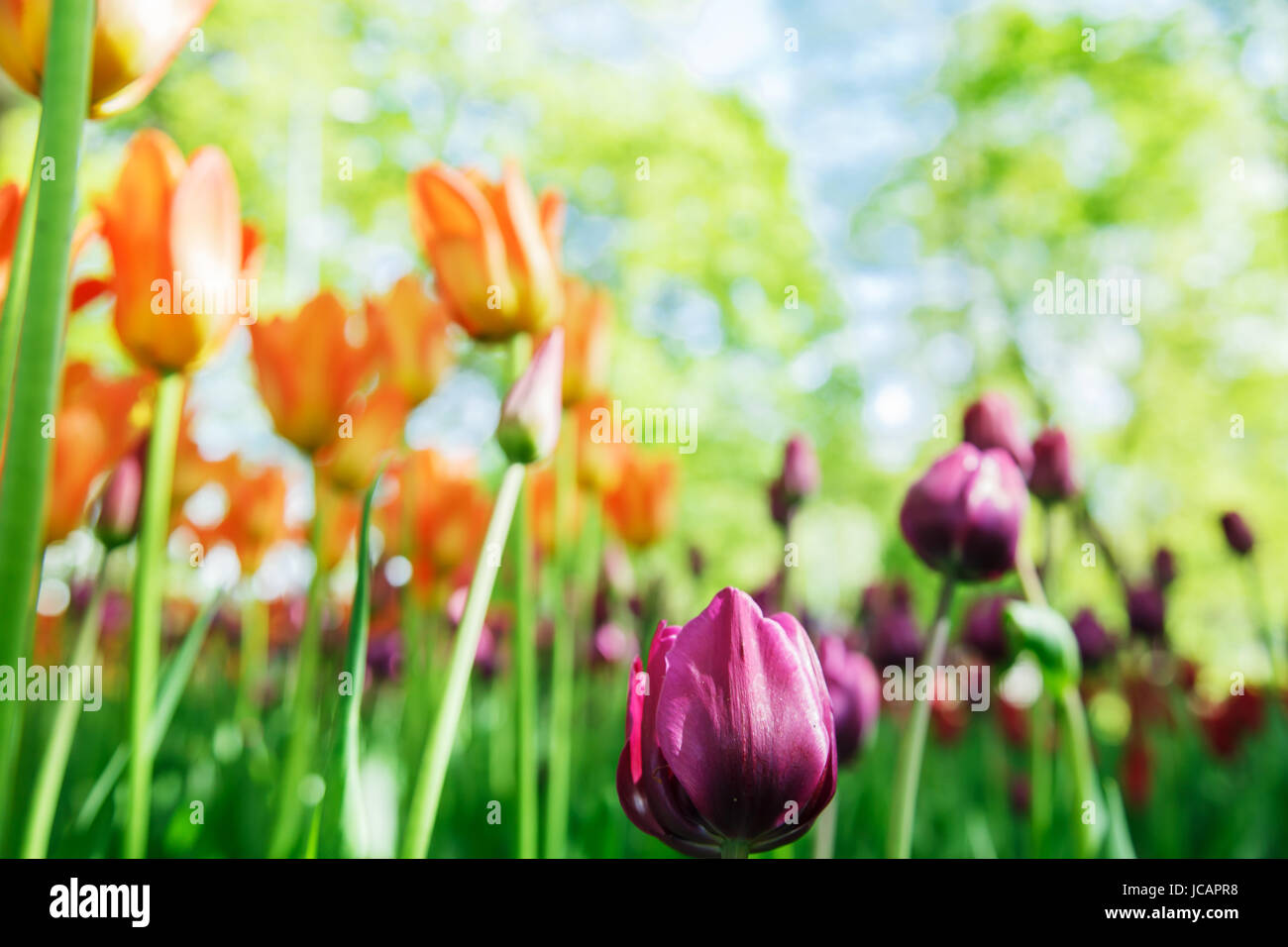 Amazing blooming tulips in the spring city park. Sunny day Stock Photo ...