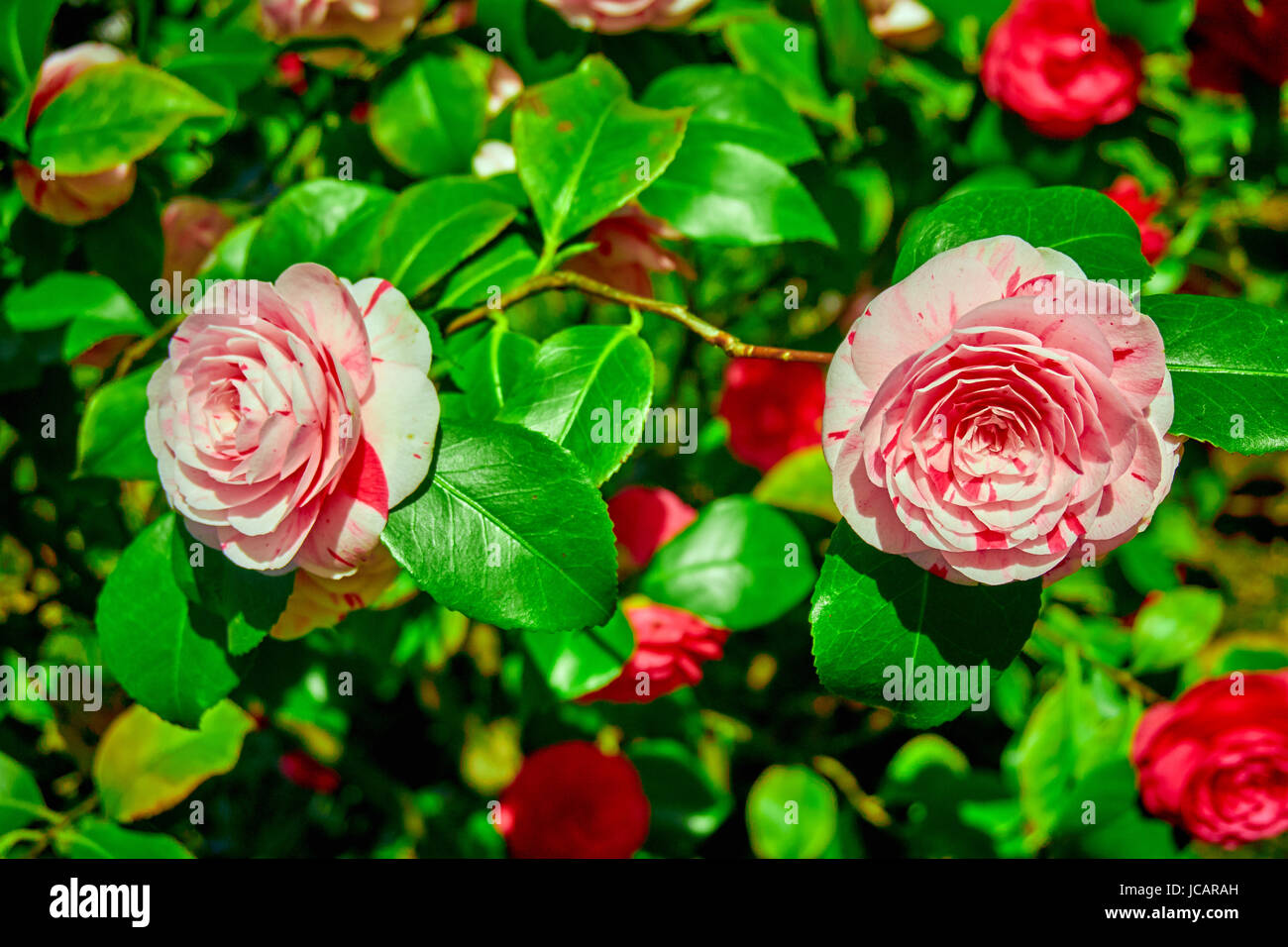 rosebush. Climbing rose tree Stock Photo Alamy