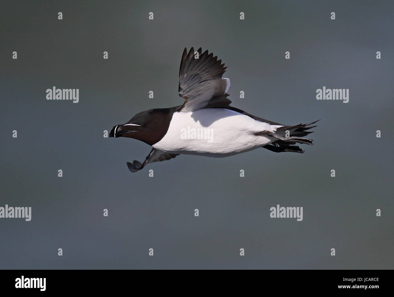Fly flight razorbill hi-res stock photography and images - Alamy
