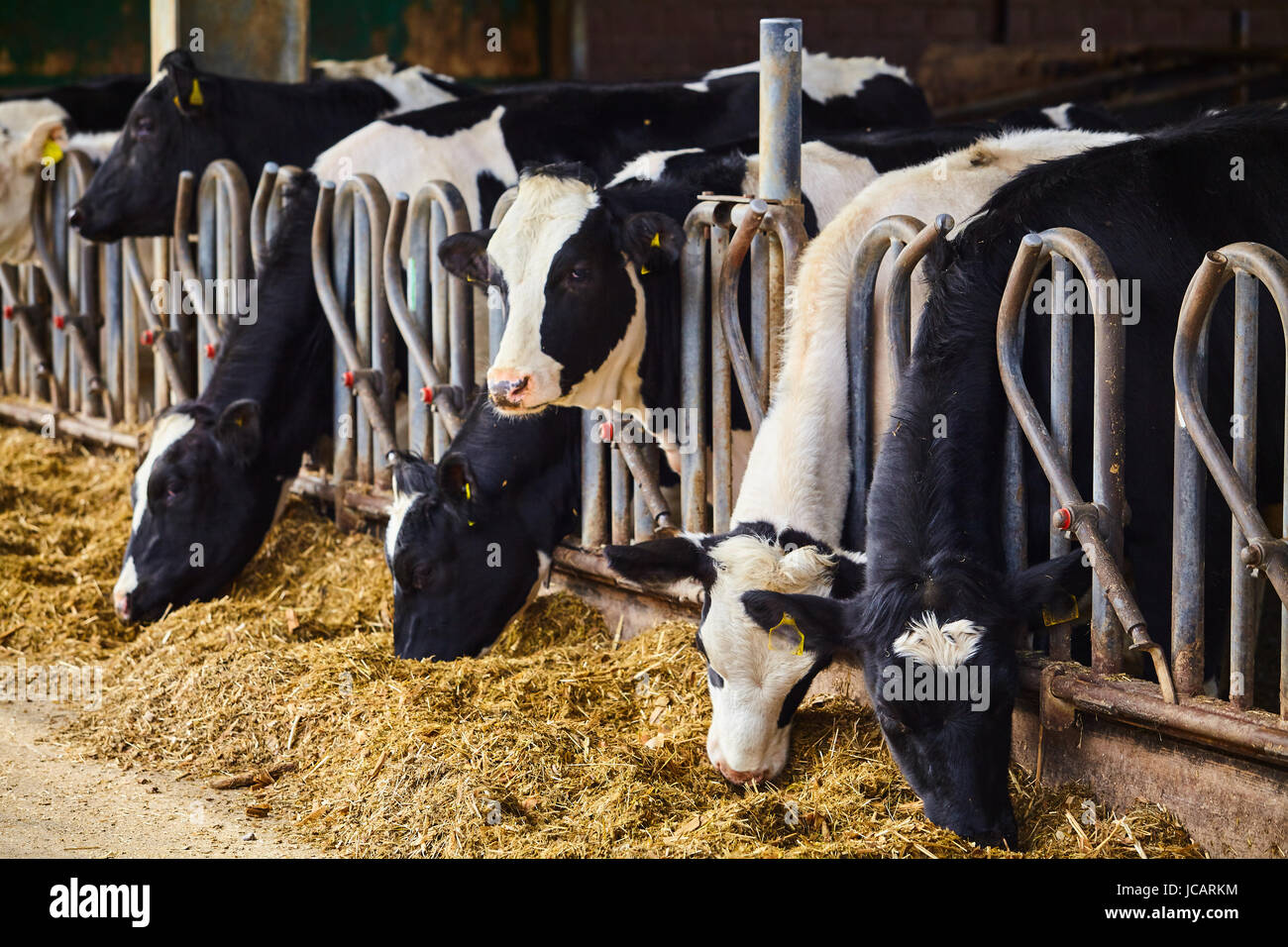 Cows on Farm. Many cows are feeding in farm Stock Photo - Alamy