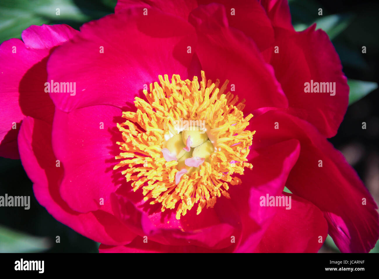 A Pink  Big Peony Flower Head with Pistil and Staminas Close up Stock Photo