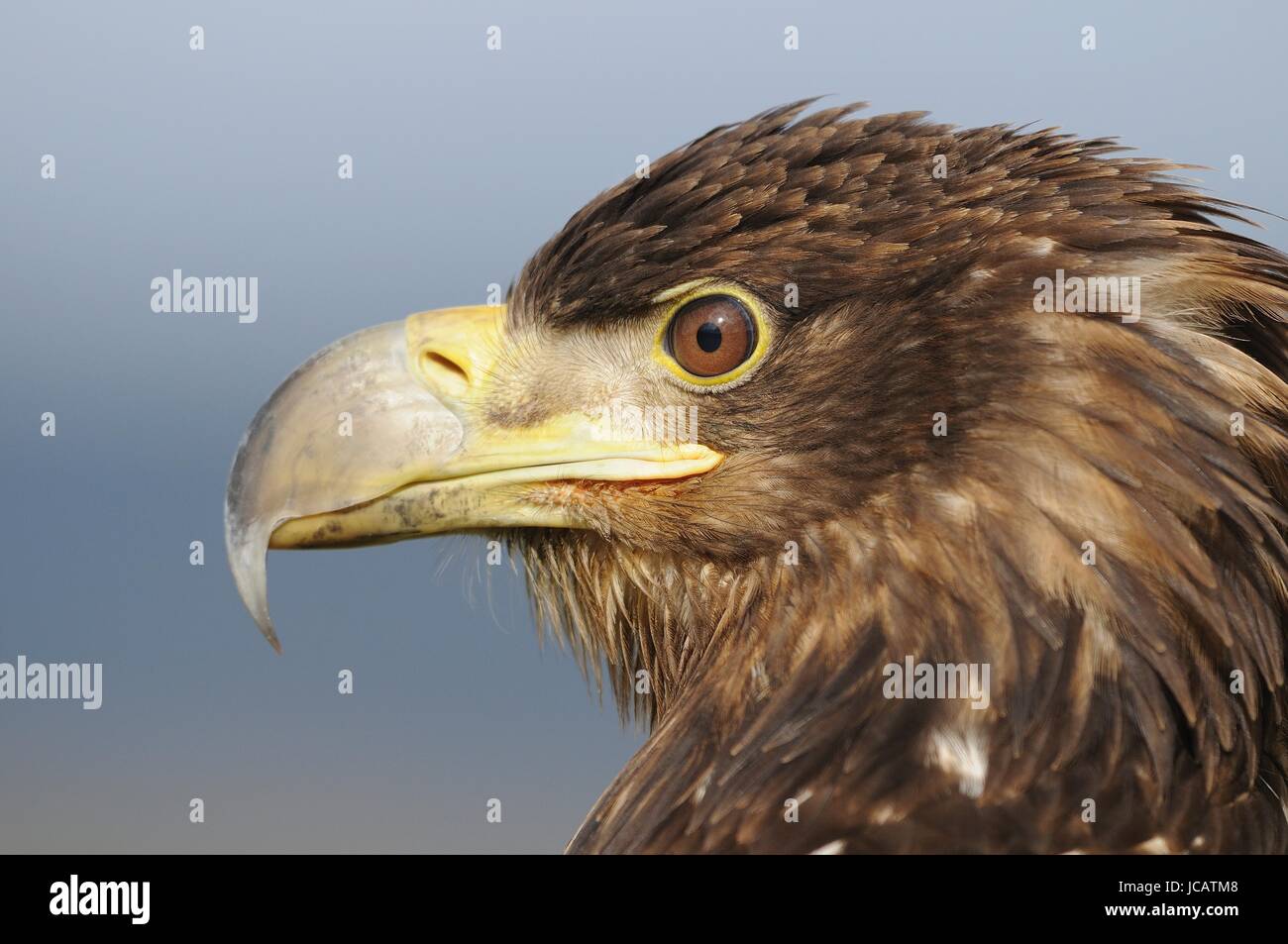 White tailed eagle scotland hi-res stock photography and images - Alamy