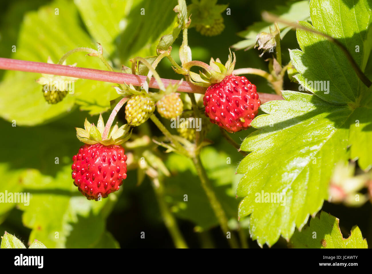 Early summer red fruit of the wild or alpine strawberry, Fragaria vesca Stock Photo