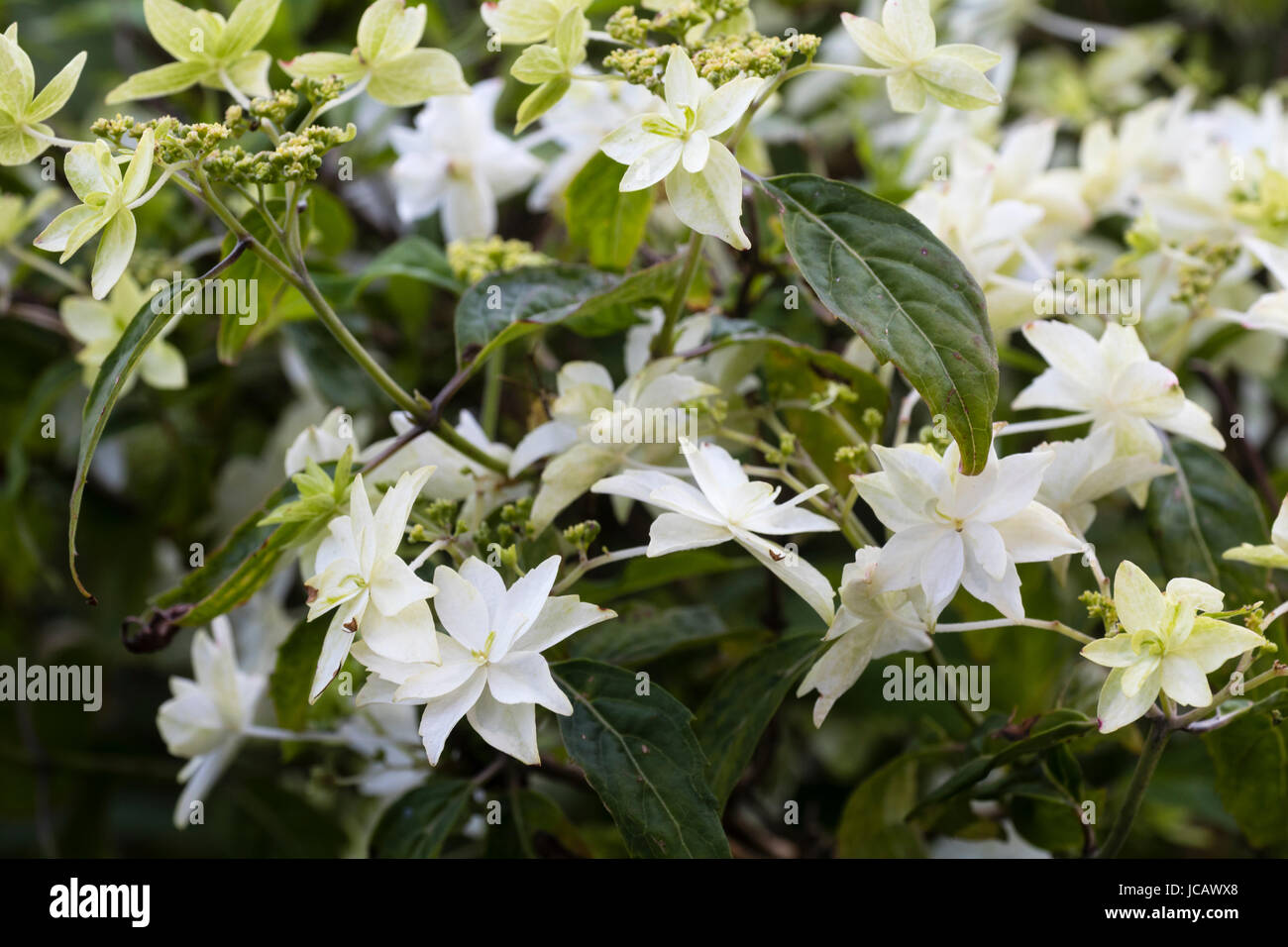 Double flowered white sterile blooms of the lacecap mountain hydrangea, Hydrangea serrata 'Shirotae' Stock Photo