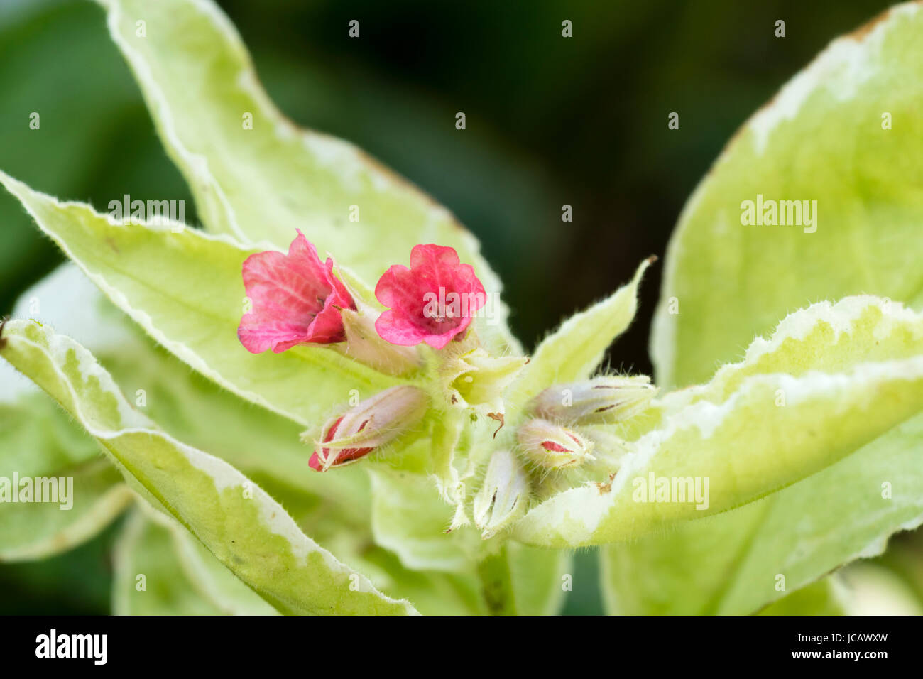 Red flowers of the hardy lungwort, Pulmonaria 'David Ward', a form with cream edged variegated foliage Stock Photo