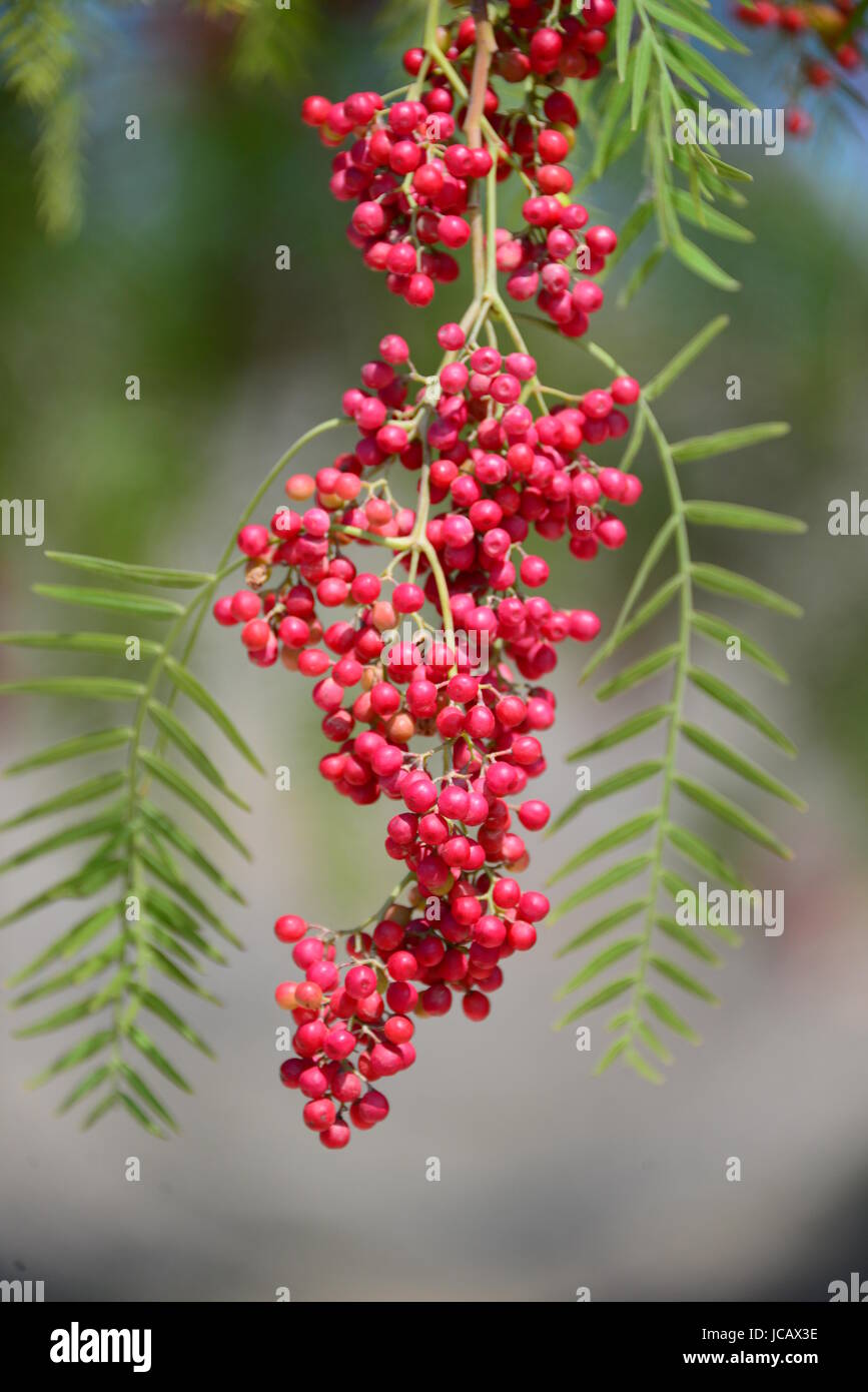 red pepper tree in spain Stock Photo Alamy