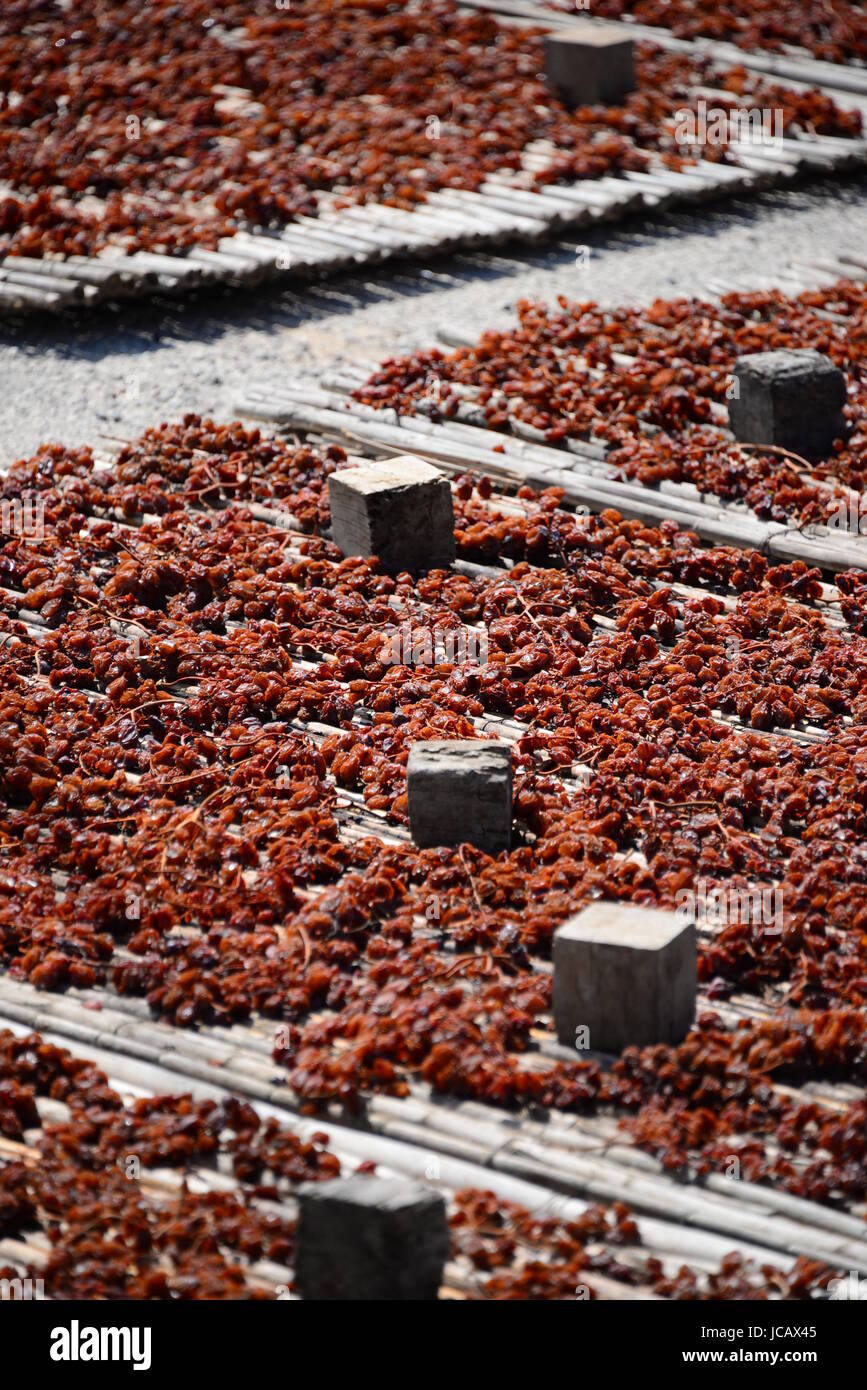 raisins spain Stock Photo Alamy