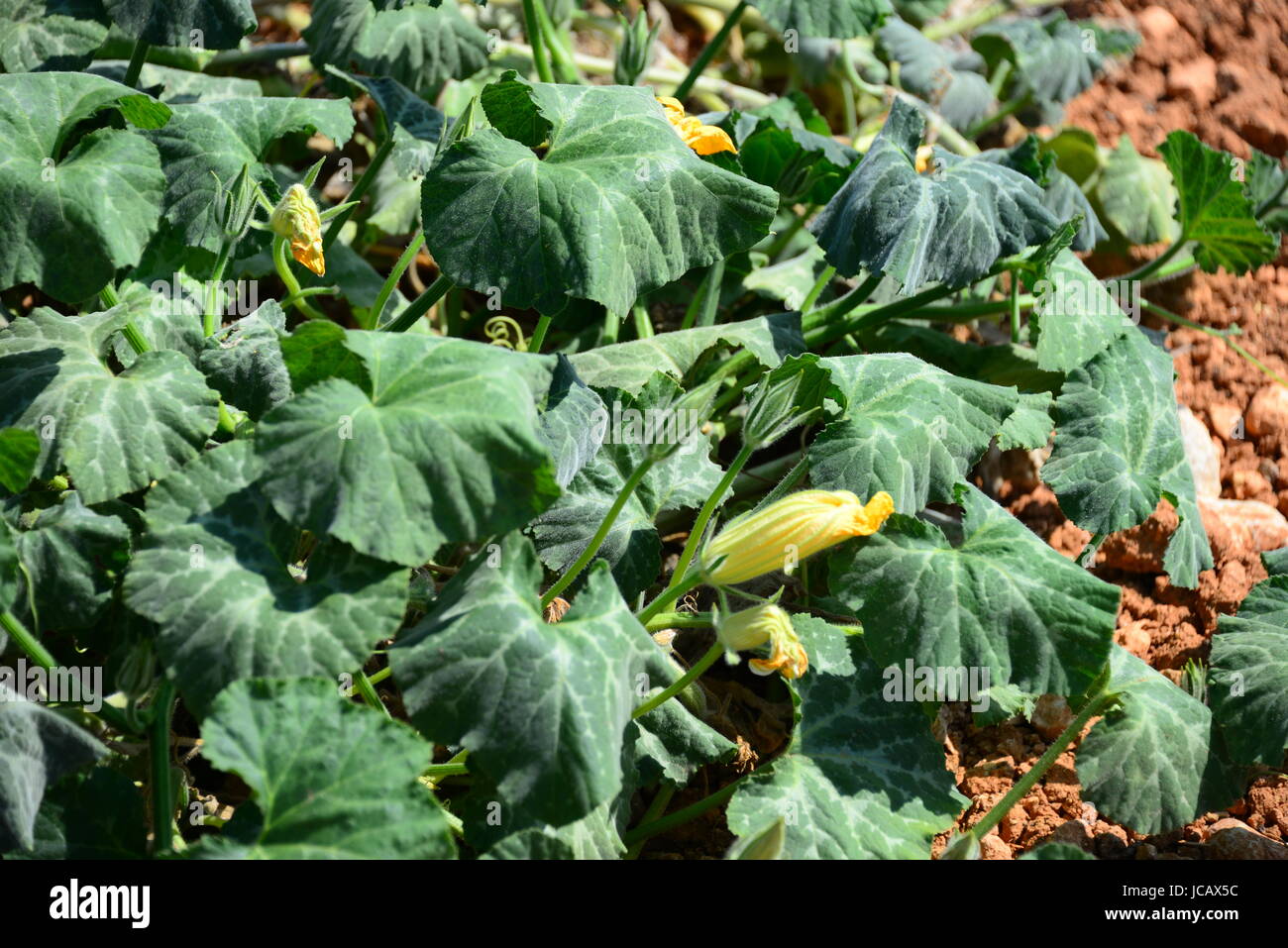 Melonenarten hires stock photography and images Alamy