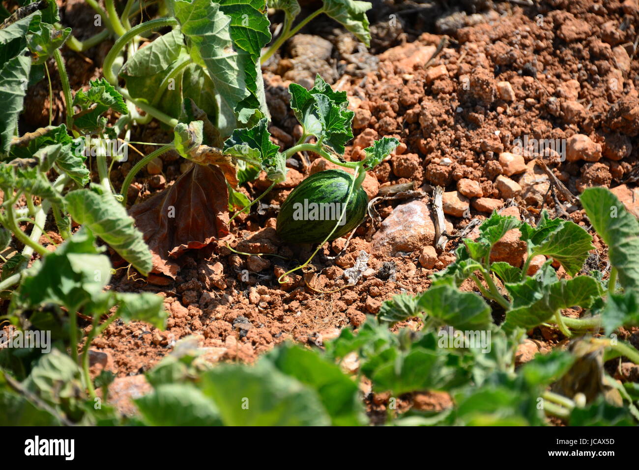 melons on the field spain Stock Photo Alamy