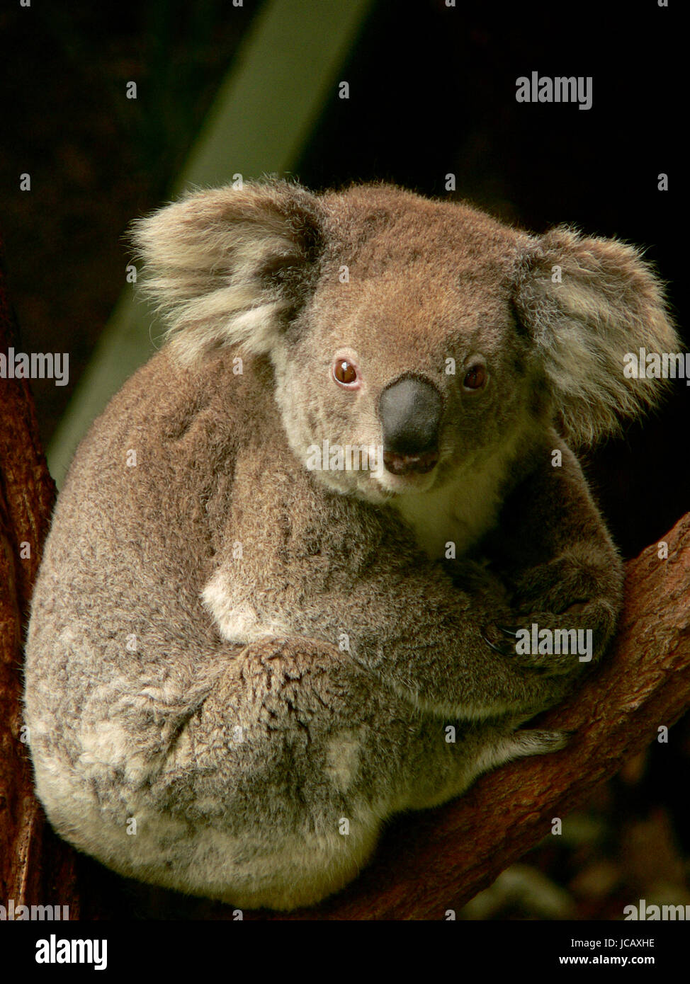 Australia day koala hi-res stock photography and images - Alamy