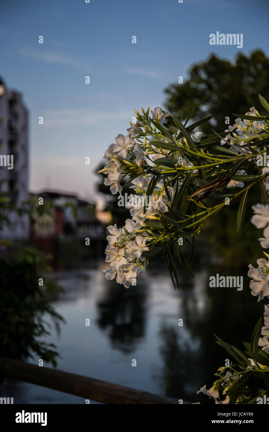 Philadelphus Virginalis close-up with a river and houses in the background Stock Photo