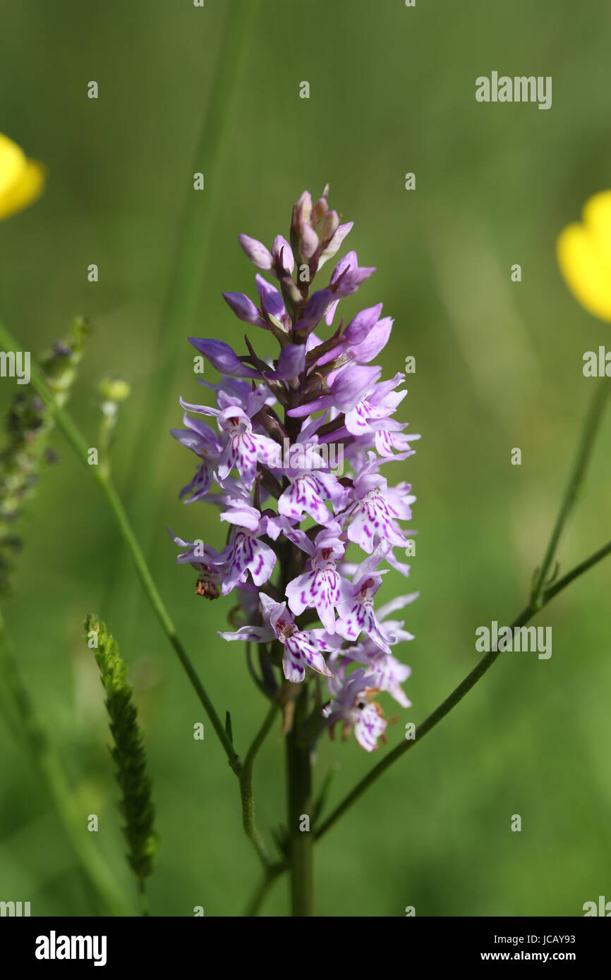 Common Spotted orchid - latin name 'Dactylorhiza fuchsii' - flowerhead blooming on an open plain on the edge of a forest in mid-summer. Stock Photo