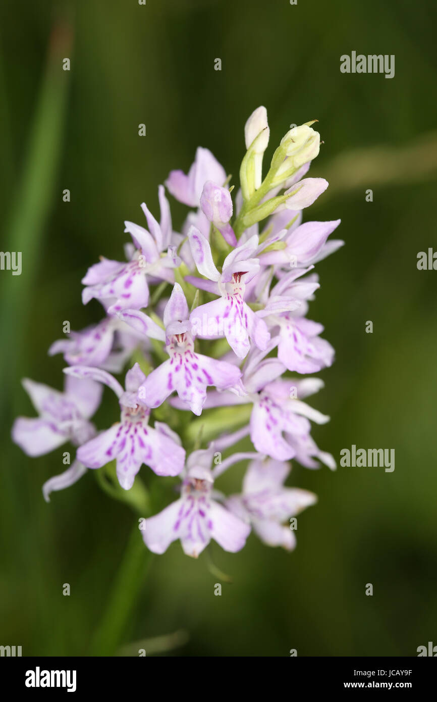 Common Spotted orchid - latin name 'Dactylorhiza fuchsii' - flowerhead blooming on an open plain on the edge of a forest in mid-summer. Stock Photo