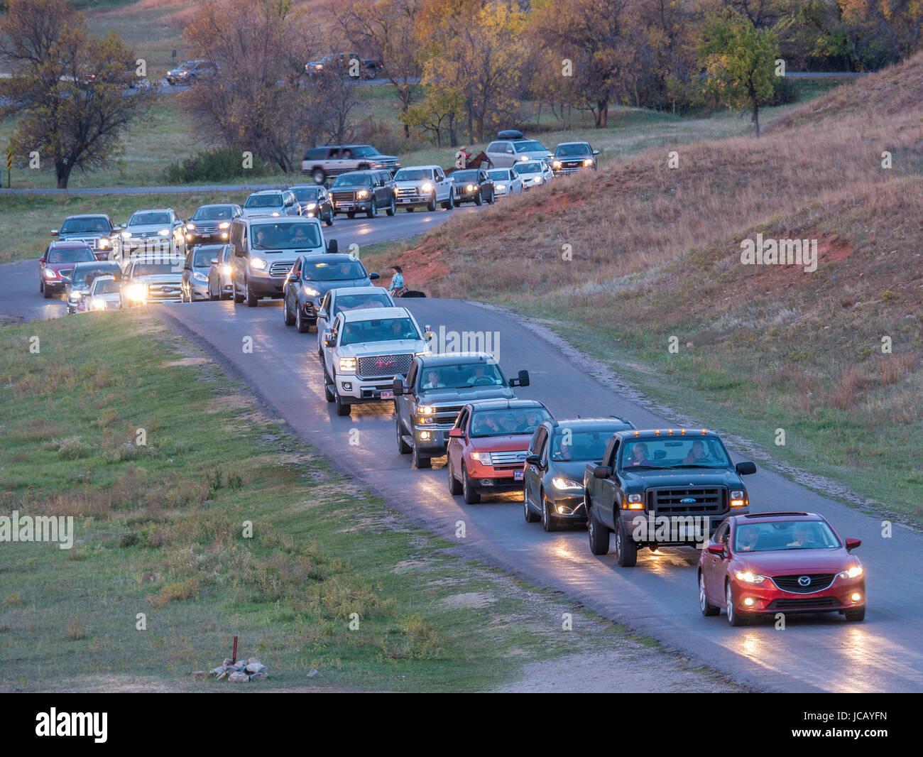 Custer state park bison auto hires stock photography and images Alamy