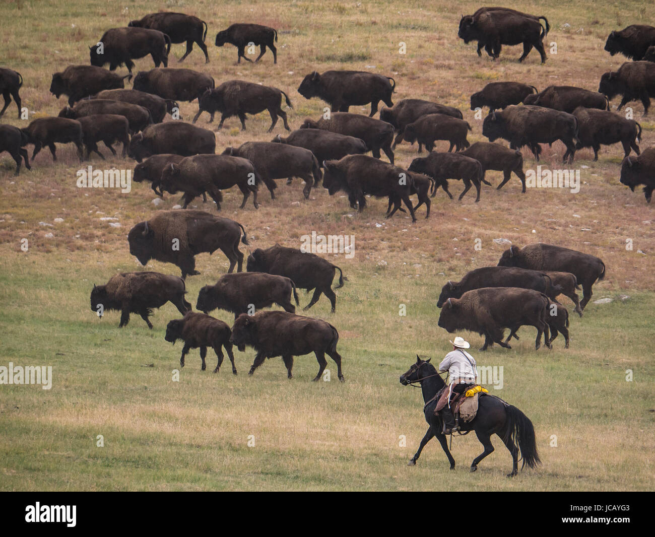 Riders move the bison herd, Custer Buffalo Roundup, Custer State Park