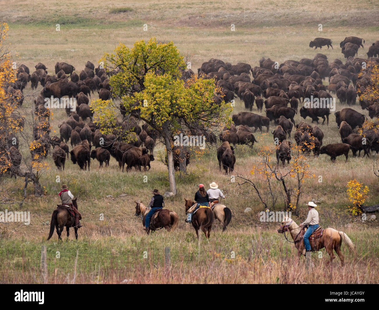 Riders move the bison herd, Custer Buffalo Roundup, Custer State Park