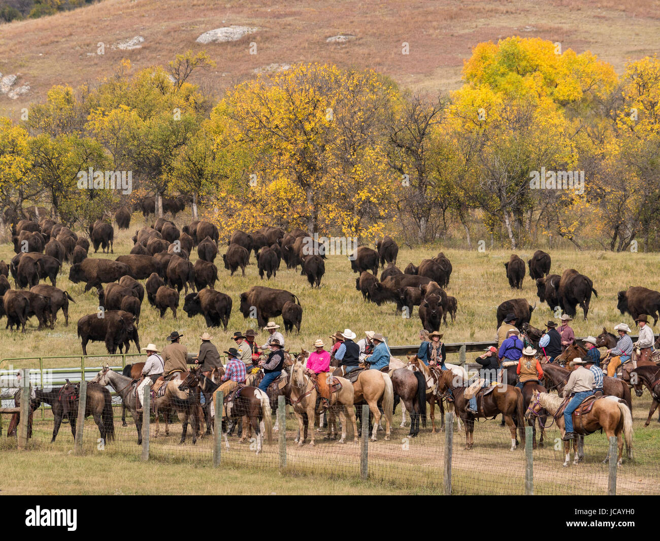 Bison enter the corrals, Custer Buffalo Roundup, Custer State Park, South Dakota Stock Photo Alamy