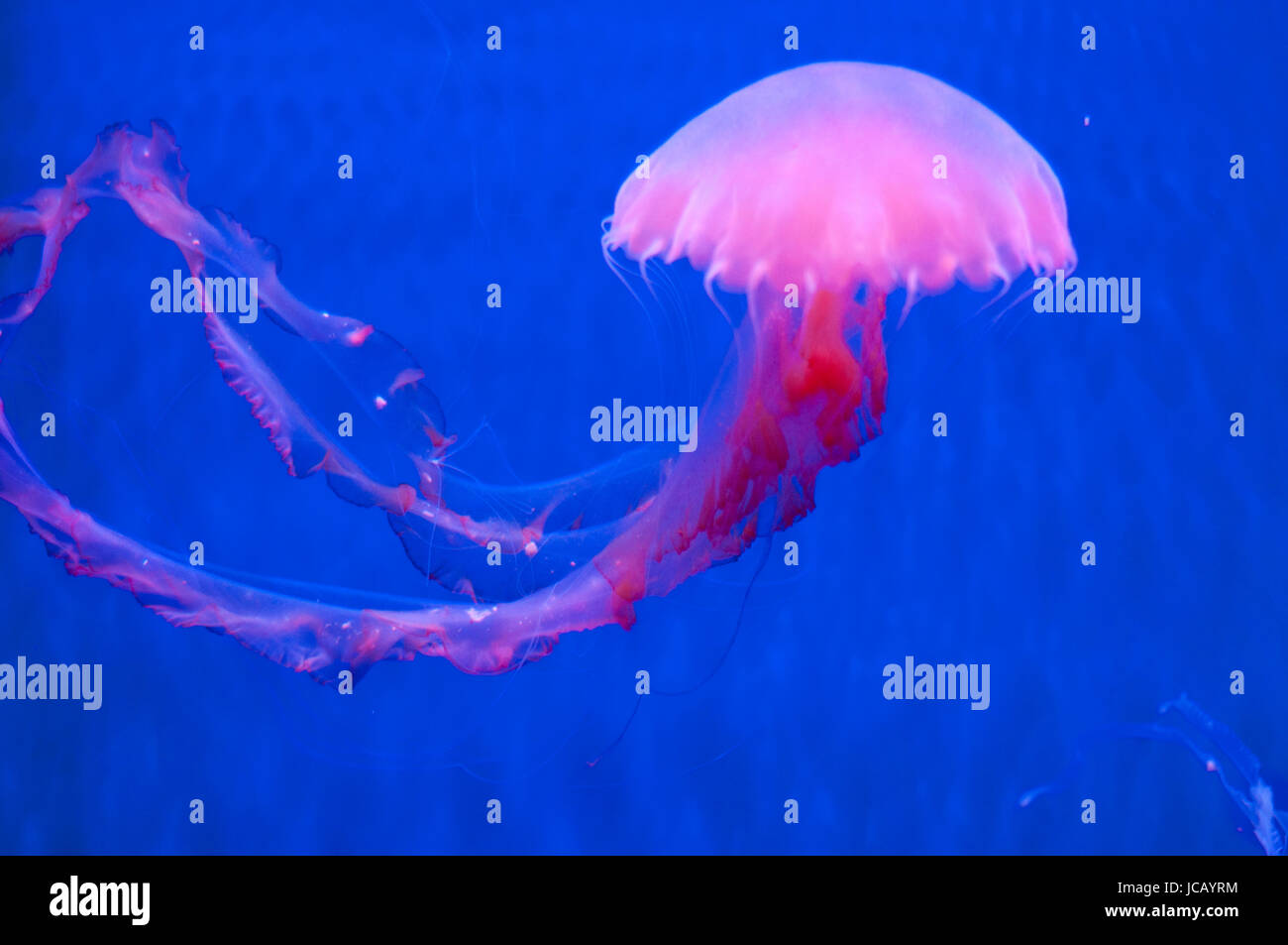 Pink jellyfish hires stock photography and images Alamy