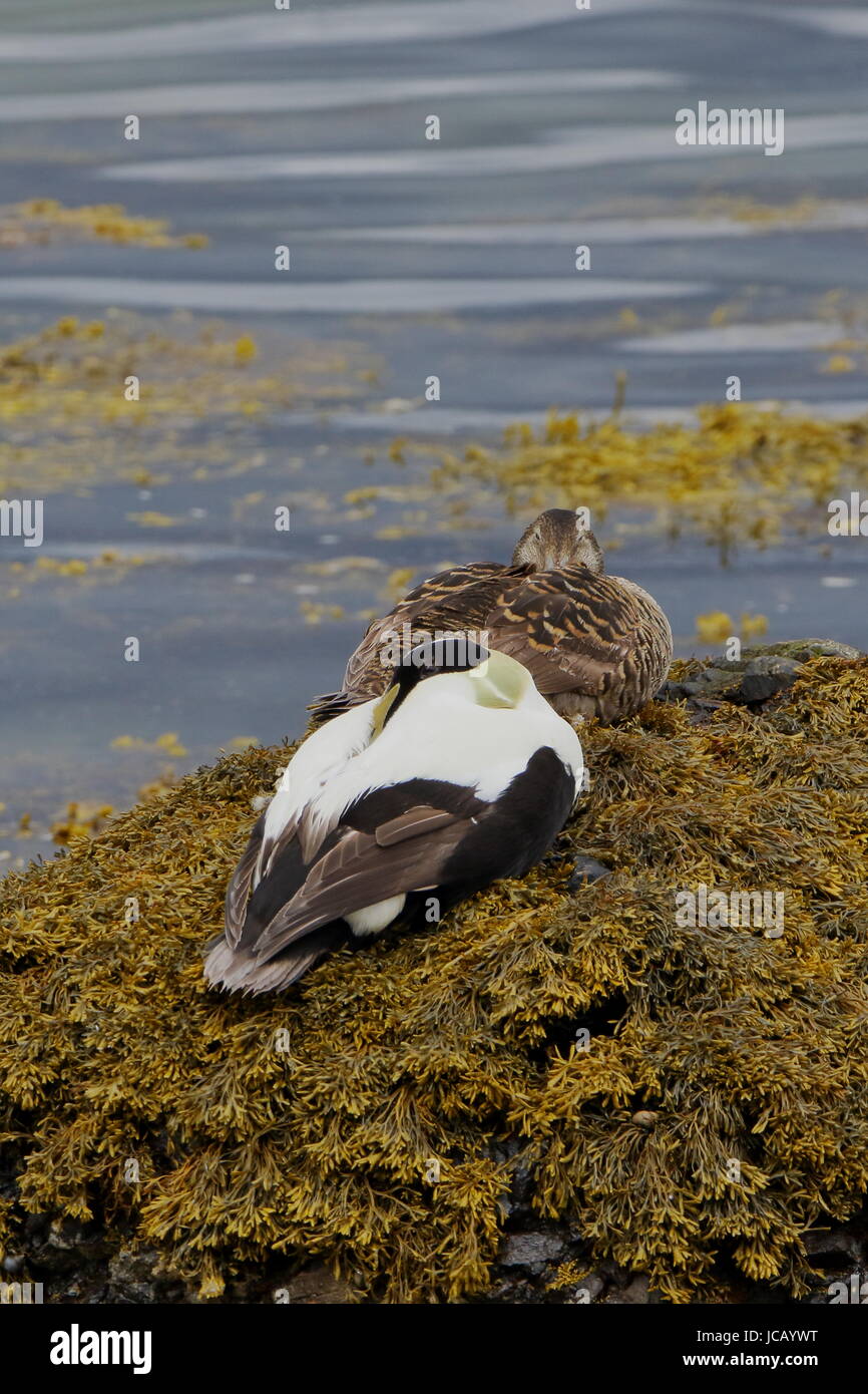 Pair of Eider ducks, taking it easy on the shoreline of Loch Fleet in Sutherland; Scotland Stock Photo
