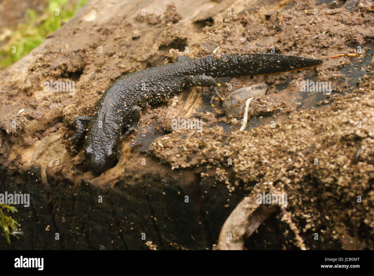 Tree Newt newt on bark Stock Photo - Alamy