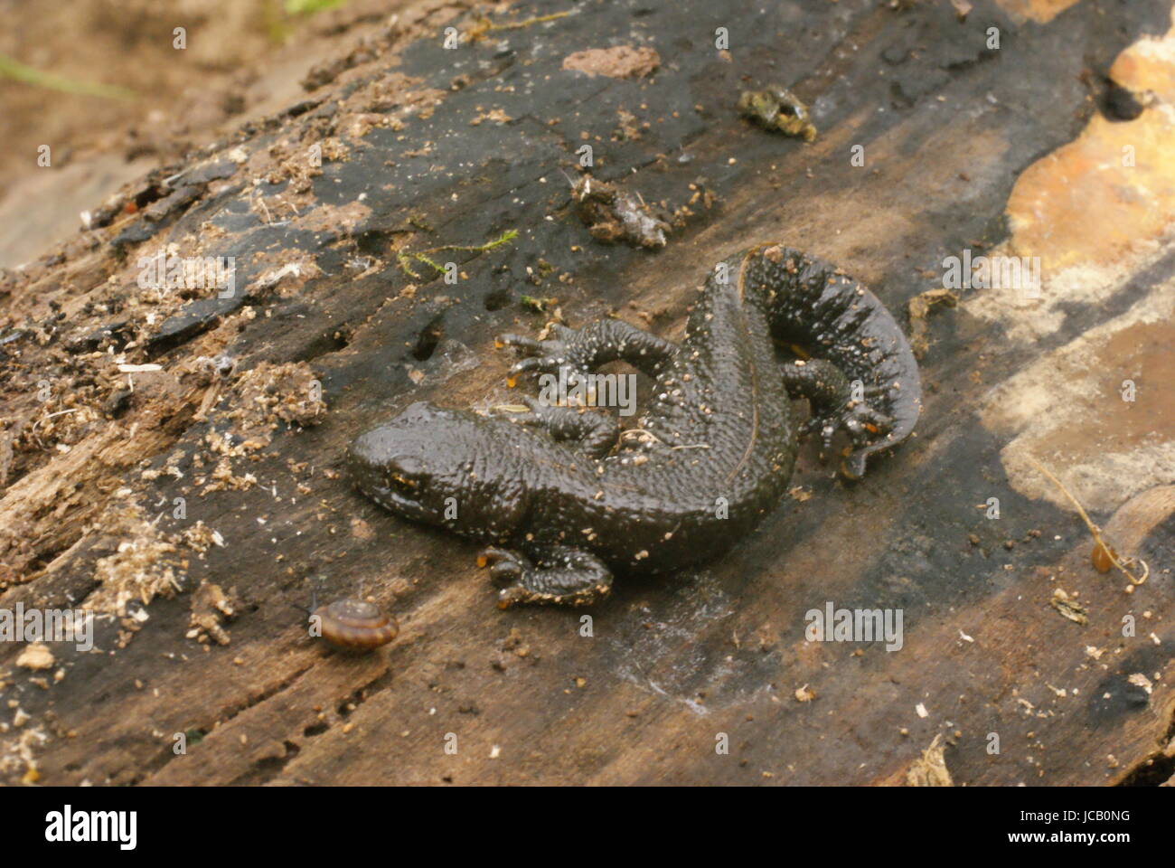 Tree Newt newt on bark Stock Photo - Alamy