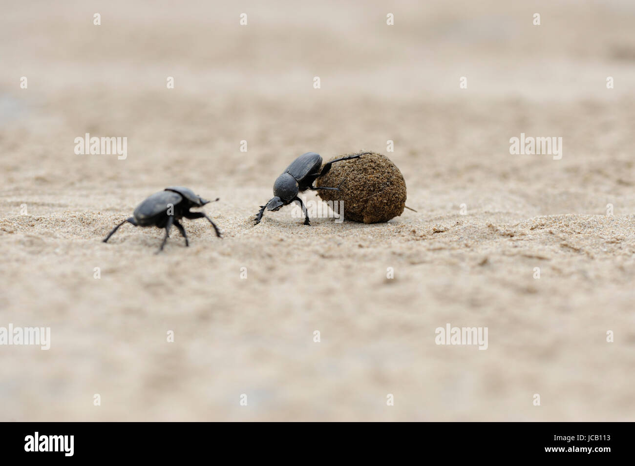 A group of dung beetle rolling dung Stock Photo