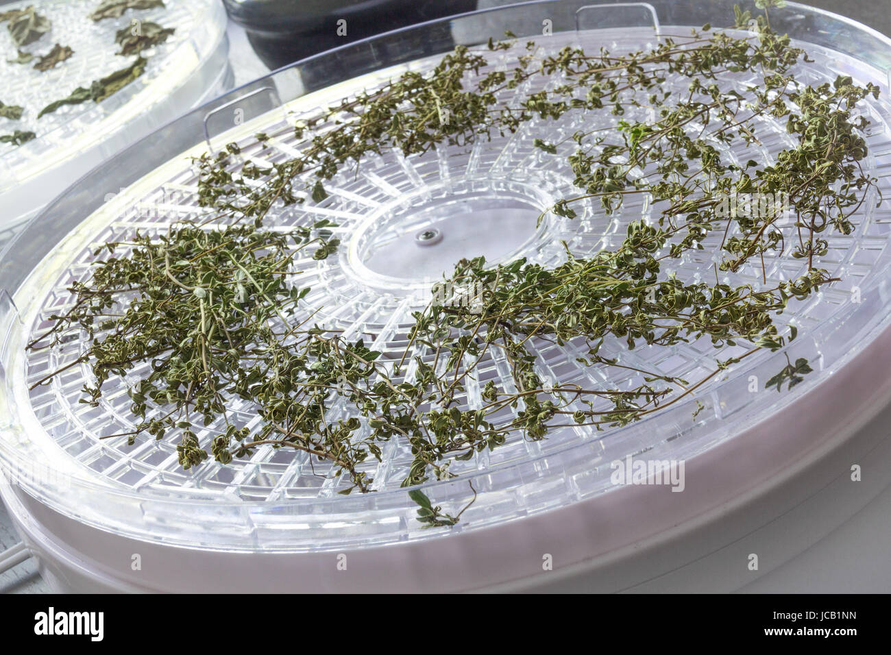 drying thyme  using a dehydrator tray machine Stock Photo