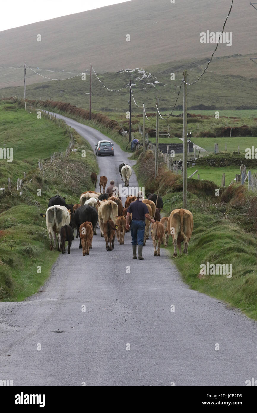 Irish farmer driving herd of cows on a country road in County Kerry, Ireland. Stock Photo