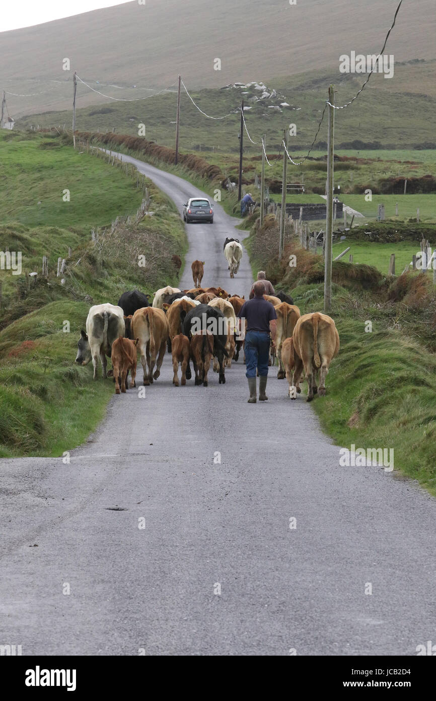 Herd of cows on a country road in County Kerry, Ireland. Stock Photo