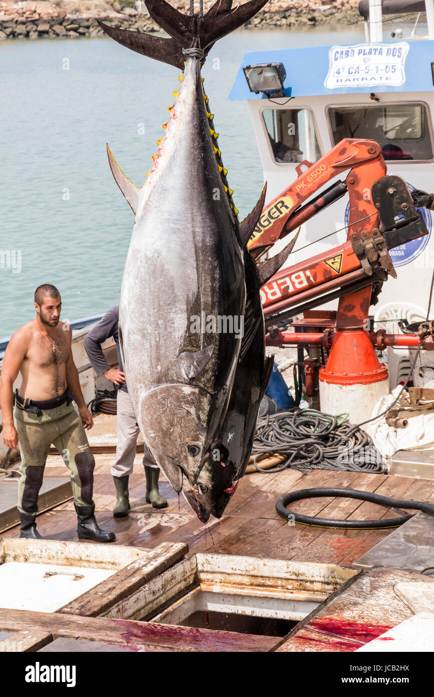 Fisherman are unloading Atlantic Bluefin tuna caught by the Almadraba