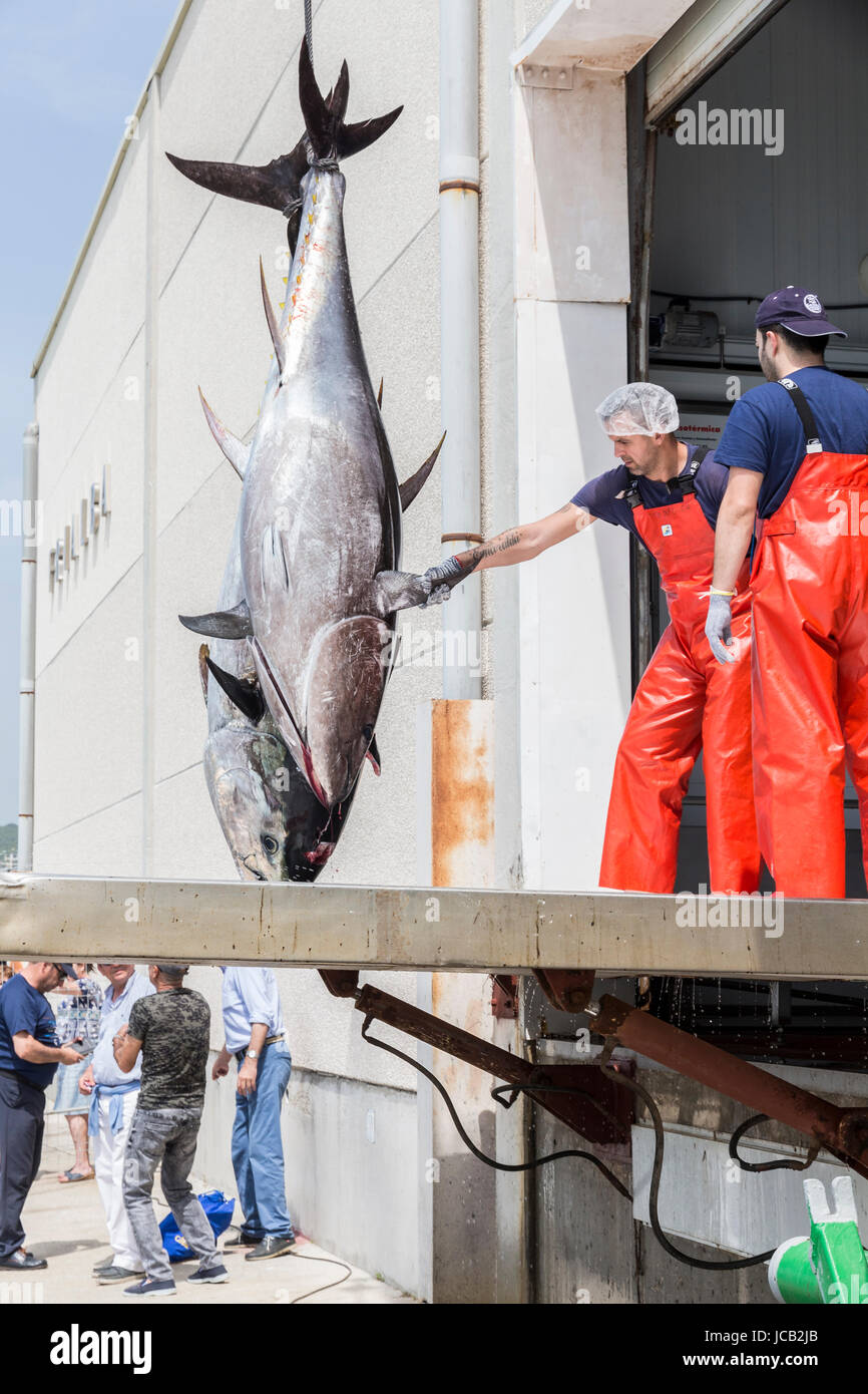Fisherman are unloading Atlantic Bluefin tuna caught by the Almadraba