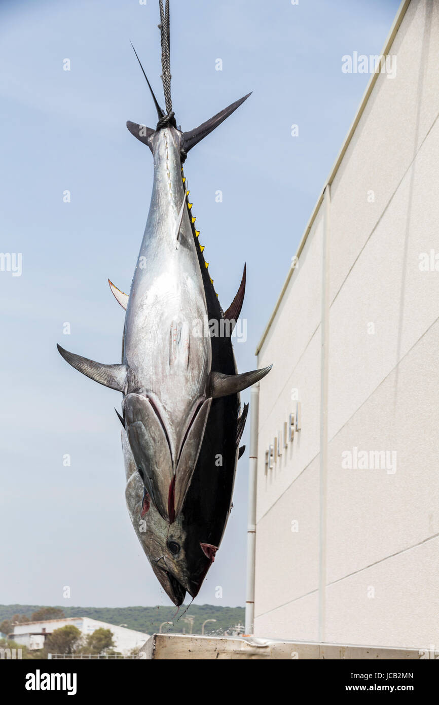 Mac Tuna Caught On Handline Most Stock Photo 1481725826