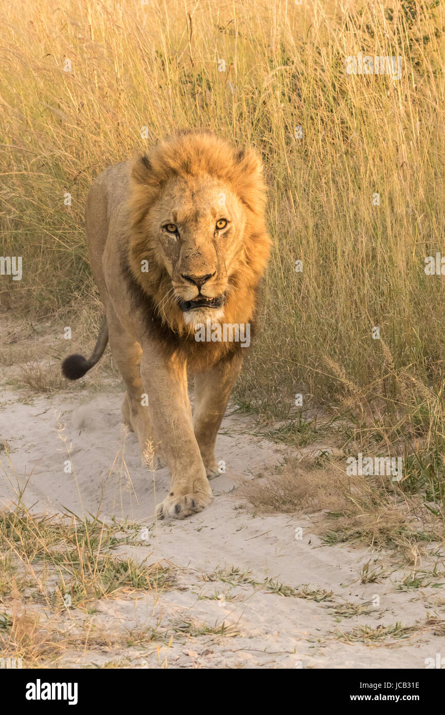 Walking lion Stock Photo