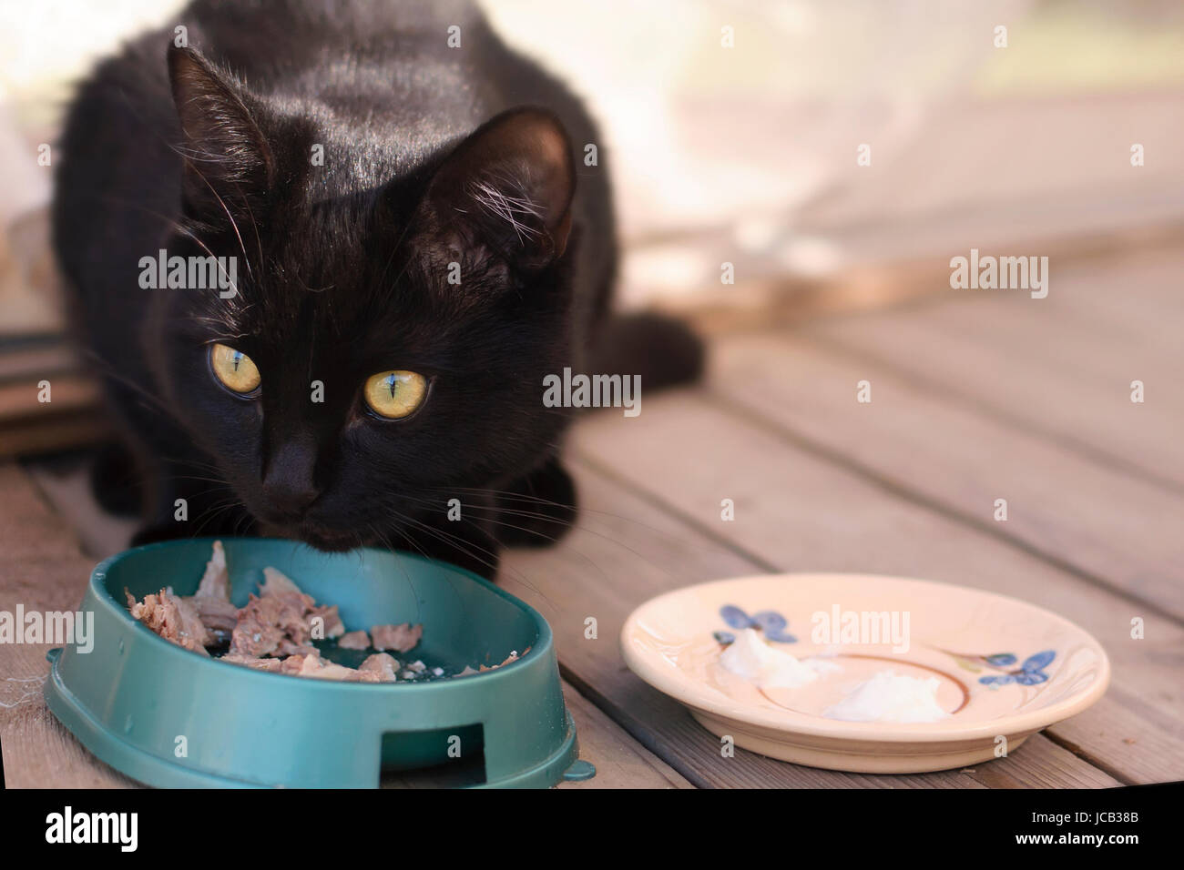 Black cat eating on the veranda Stock Photo Alamy