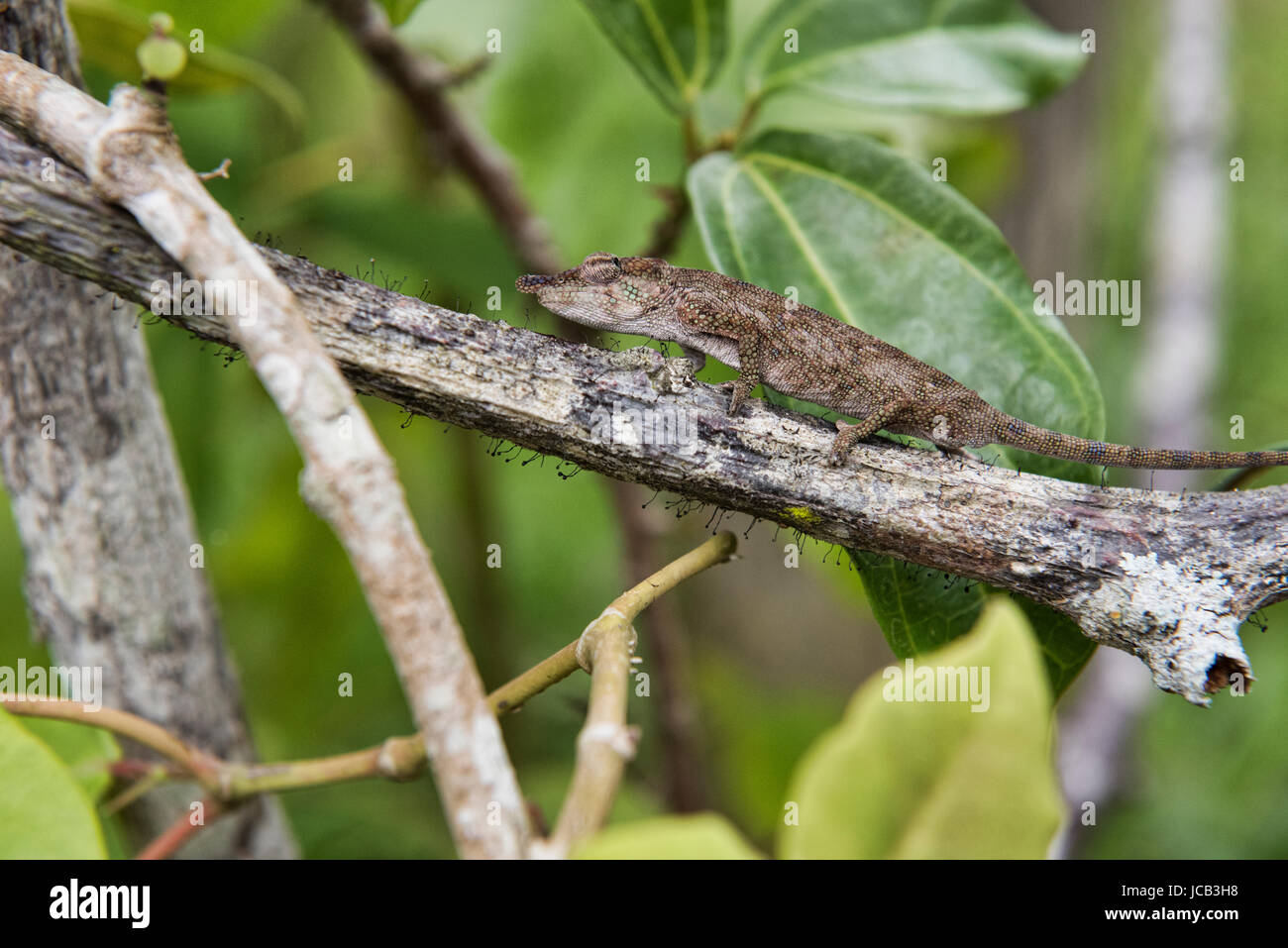 Tree chameleon on the move, Andasibe National Park, Madagascar Stock Photo