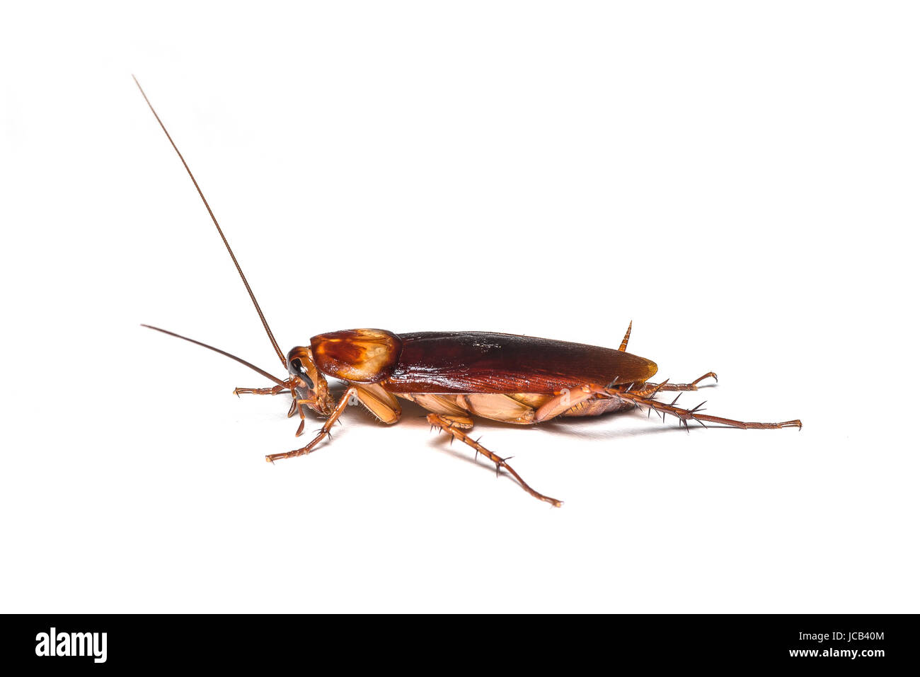 A cockroach isolated on white background. Stock Photo