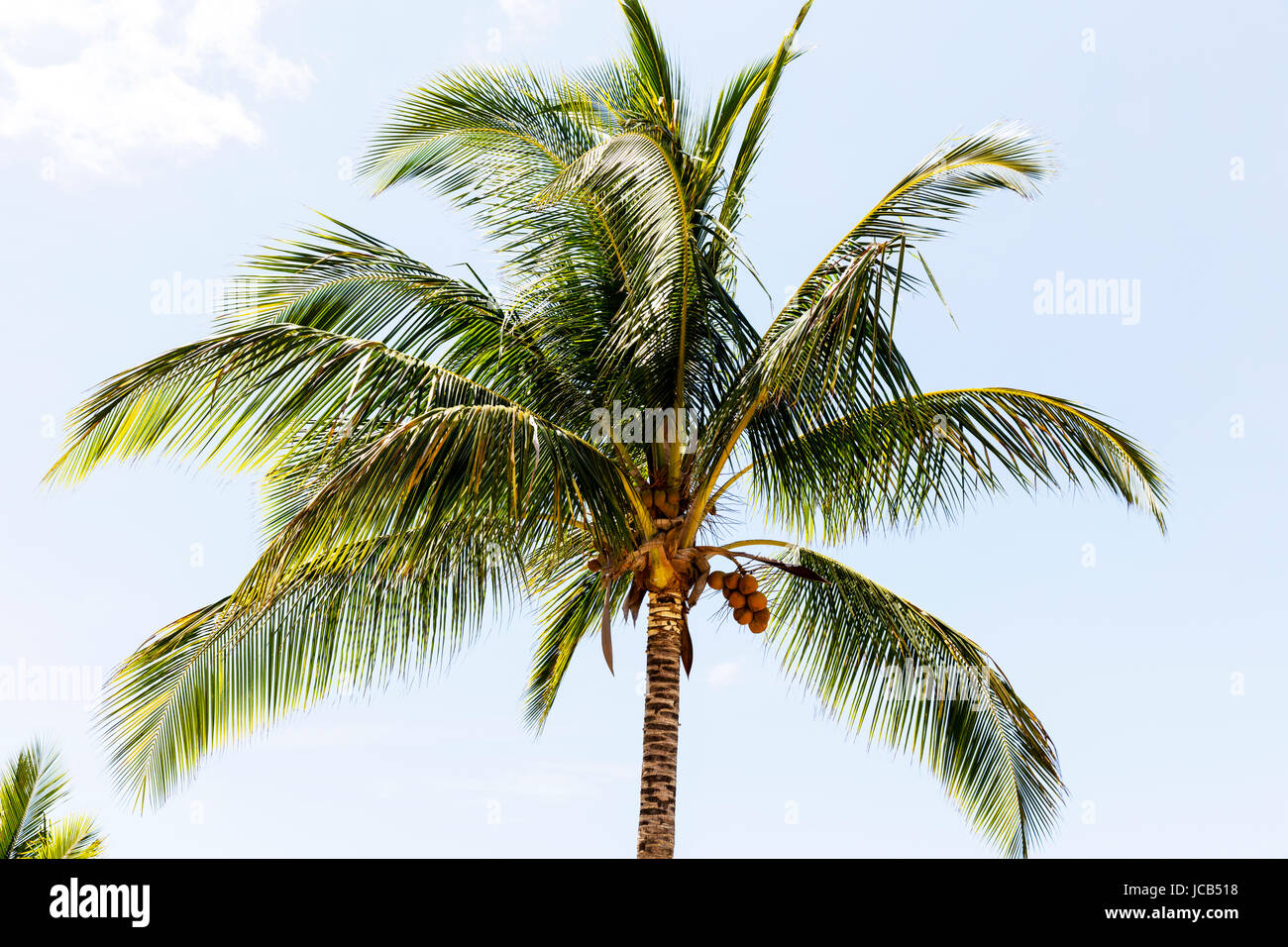 Palm tree, palm treetop, coconut Palm tree, Arecaceae, top of palm tree, leaves, tree, trees, sky, Stock Photo