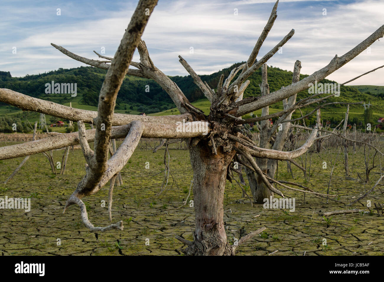dead dramatic tree dry tree, global warming concept Stock Photo - Alamy