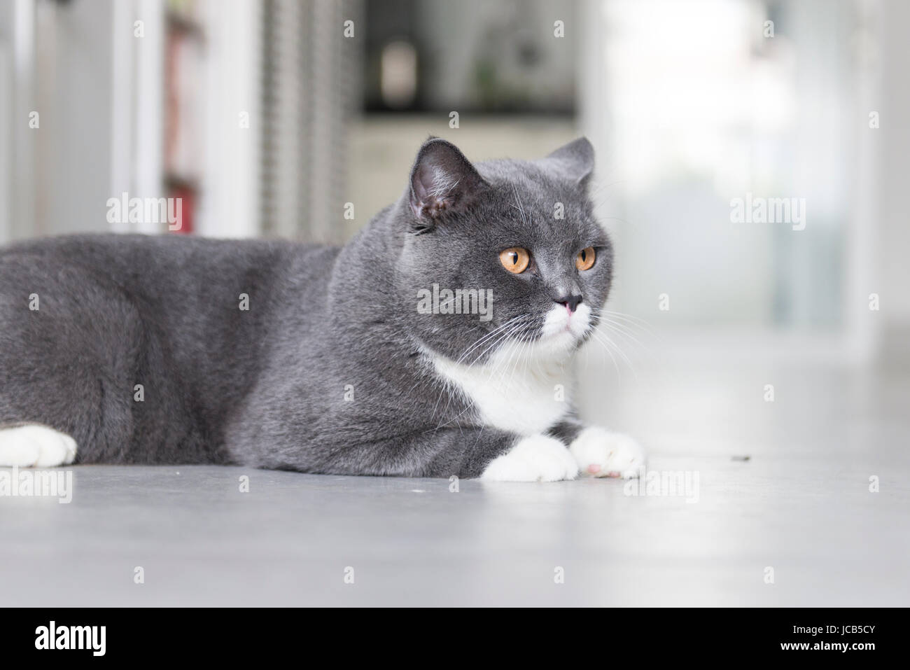 The cat lying on the floor Stock Photo - Alamy