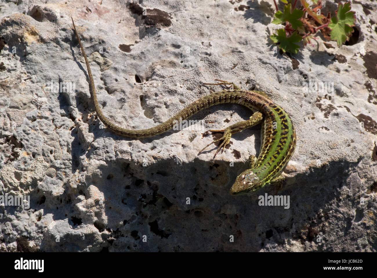 Mediterranean land of Puglia,with a kind of lizard to the sunny over the limestone. Stock Photo