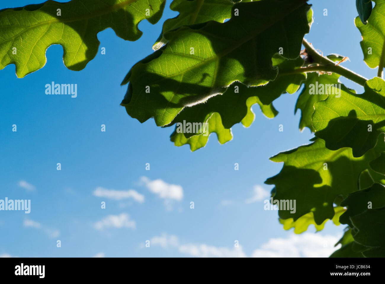 Oak Leaves and sky Stock Photo - Alamy