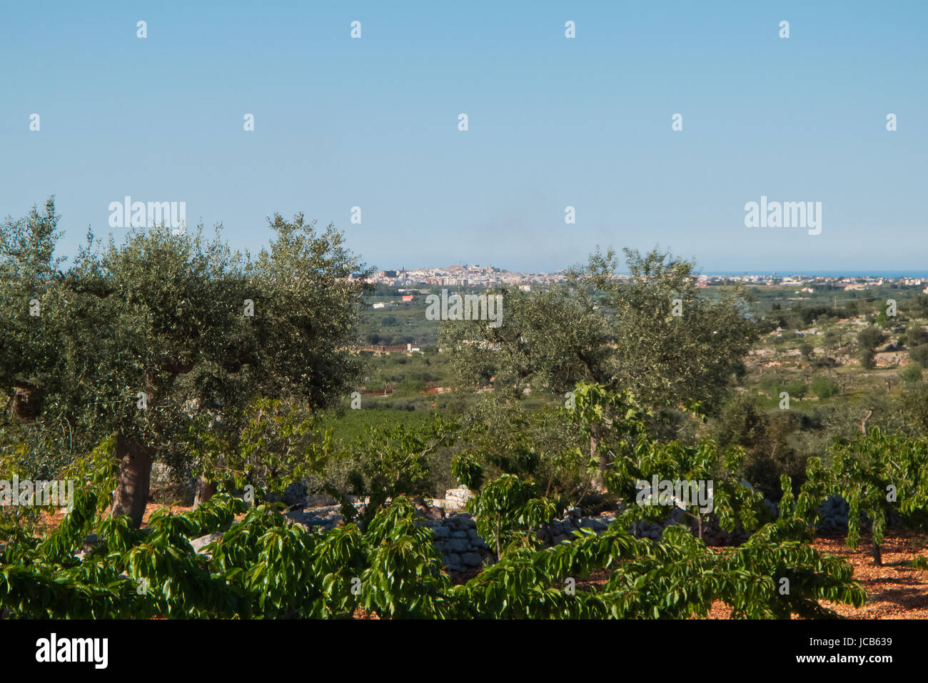 olives and cherry trees above the hill in Apulian landscapes. Stock Photo