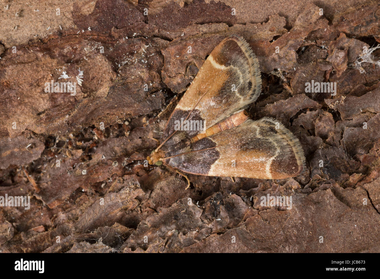 Mehlzünsler, Mehl-Zünsler, Pyralis farinalis, meal moth, Flour Moth, la Pyrale de la farine, Vorratsschädling, Zünsler, Pyralidae Stock Photo