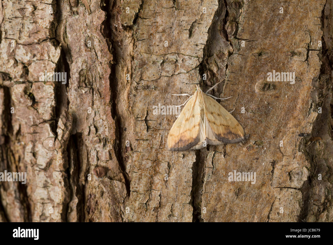 Rübsaatpfeifer, Rübsaatzünsler, Rübsaat-Zünsler, Evergestis extimalis, Marbled Yellow Pearl, L'Evergète de la Roquette, Crambidae, Zünsler, Crambids Stock Photo