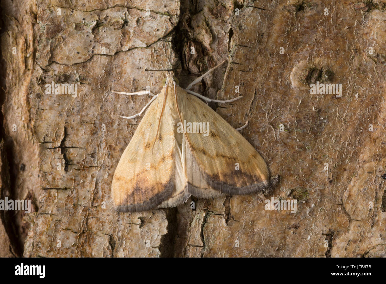 Rübsaatpfeifer, Rübsaatzünsler, Rübsaat-Zünsler, Evergestis extimalis, Marbled Yellow Pearl, L'Evergète de la Roquette, Crambidae, Zünsler, Crambids Stock Photo